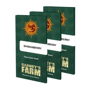 Barneys Farm Shiskaberry | Feminisiert
