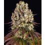 Barneys Farm Sour Diesel | Feminisiert