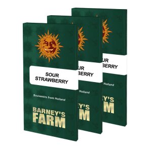 Barneys Farm Sour Strawberry | Feminisiert