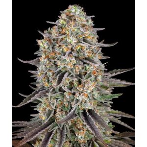 Barneys Farm Sour Strawberry | Feminisiert