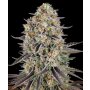 Barneys Farm Sour Strawberry | Feminisiert