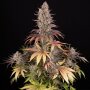 Barneys Farm Sour Strawberry | Feminisiert