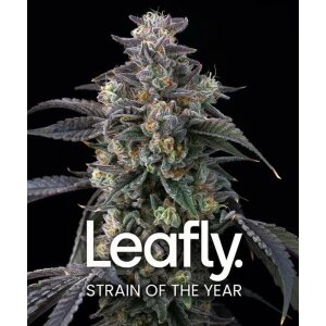 Barneys Farm Super Boof | Feminisiert