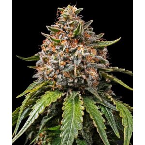 Barneys Farm White Widow XXL | Feminisiert