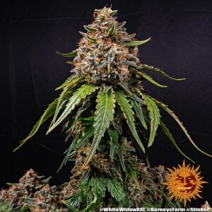 Barneys Farm White Widow XXL | Feminisiert