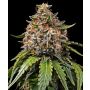 Barneys Farm White Widow XXL | Feminisiert