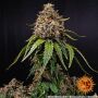 Barneys Farm White Widow XXL | Feminisiert