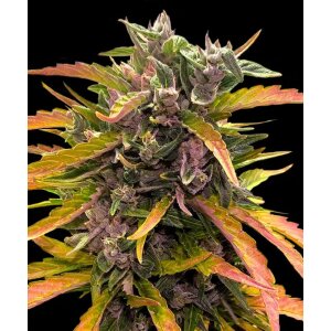 Barneys Farm Gorilla Glue | Autoflower