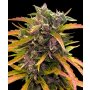 Barneys Farm Gorilla Glue | Autoflower