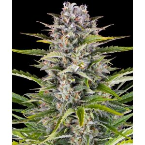 Barneys Farm Gorilla Zkittlez | Autoflower