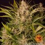 Barneys Farm Gorilla Zkittlez | Autoflower