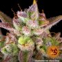 Barneys Farm Wedding Cake | Autoflower