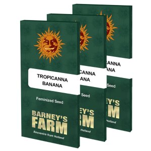 Barneys Farm Tropicanna Banana | Feminisiert