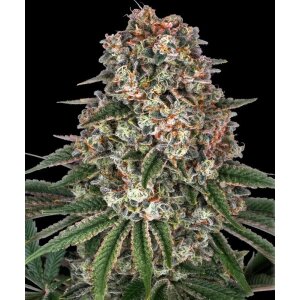 Barneys Farm Tropicanna Banana | Feminisiert